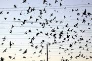 birds on Electric high tension power lines