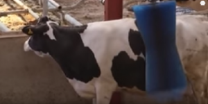 Features Of Feeding Machine Developed To Assist Herdsmen