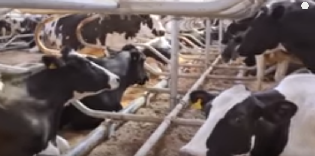 cows' skin brushing machine