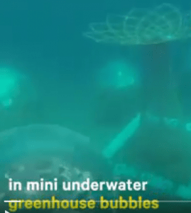 Why Scientists are Growing Garden Under The Sea
