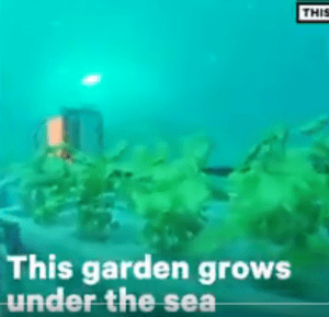 Why Scientists are Growing Garden Under The Sea