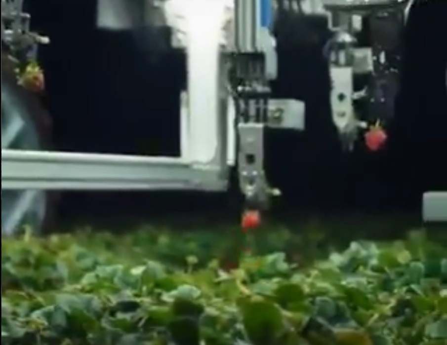 AGROBOT: A New Automatic Harvesting Machine For Strawberry Farmers