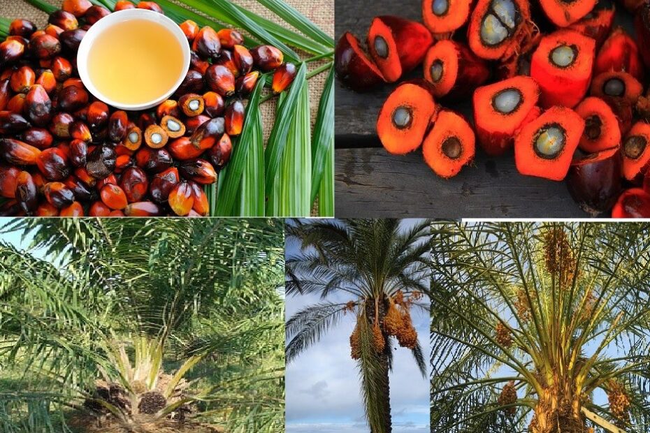Palm fruits and Palm oil