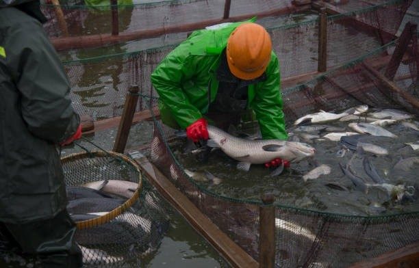 Fish Farming (fishpond) Investment considerations