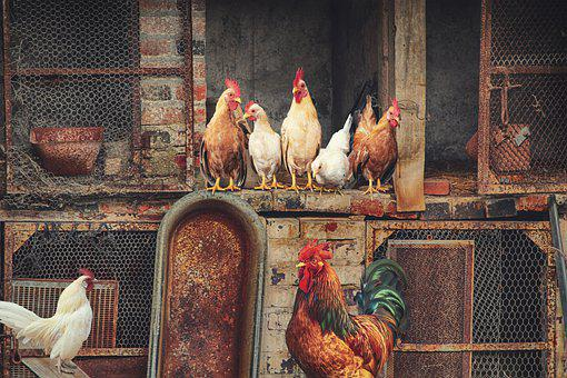 SECRETS IN POULTRY FARMING INVESTMENTS YOU NEED TO KNOW