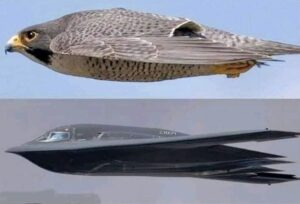 Why the US B2-Bomber Was Designed From Falcon Bird