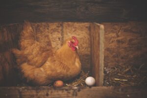 The Cost of Building a Poultry House in Nigeria: A Comprehensive Guide